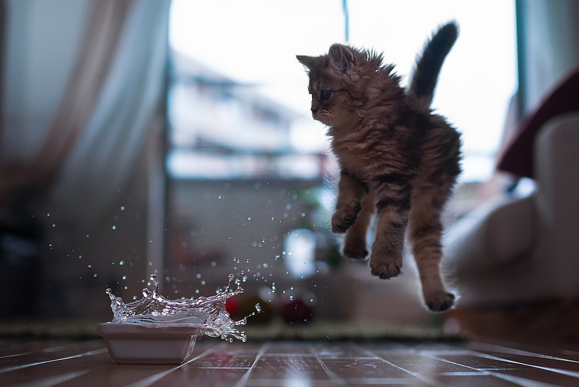 gatti gatto uno ritratto mammifero animale domestico all aperto animale domestico gattino sfocatura carino concorso