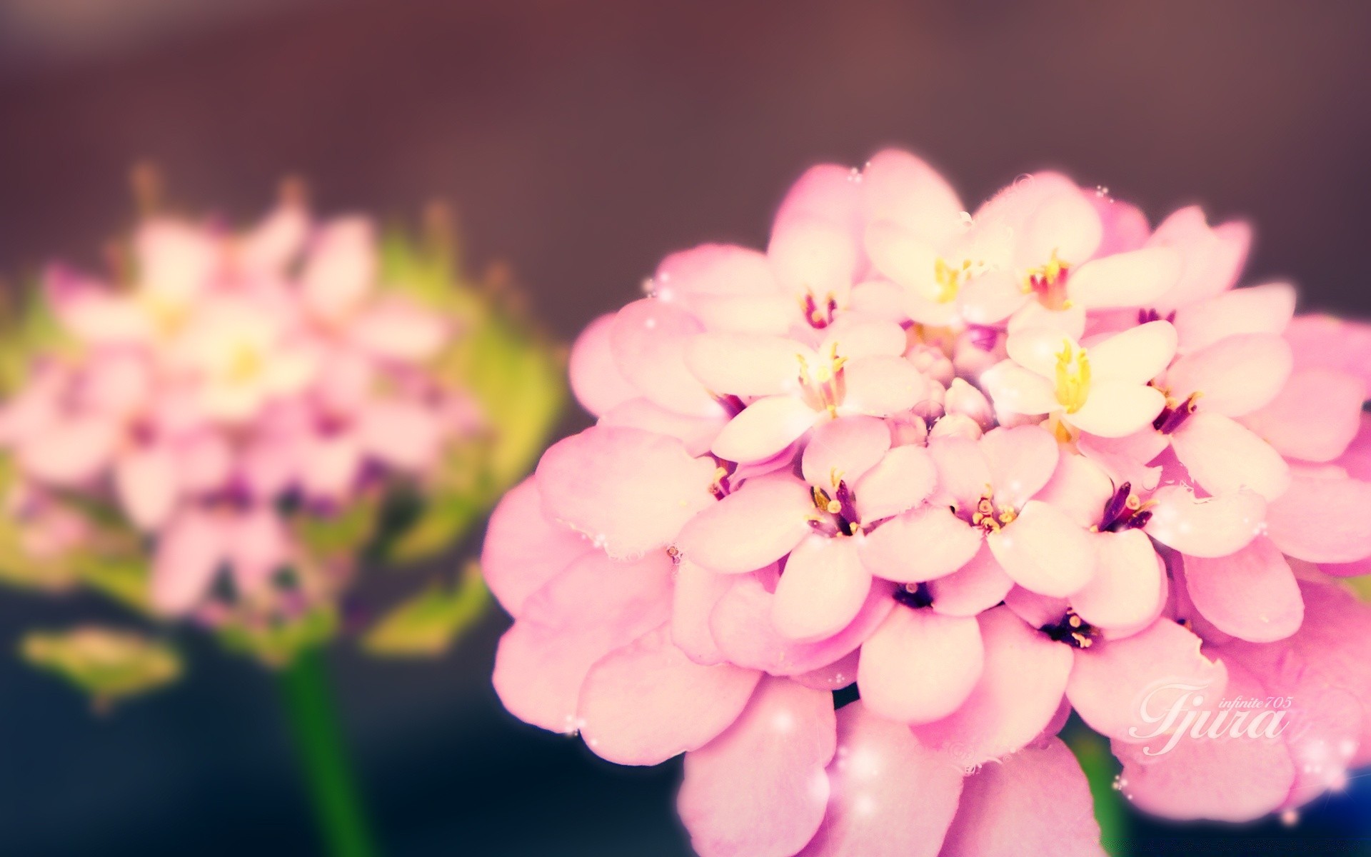 kreativ blume natur flora sommer blatt blütenblatt hell garten schön blumen farbe blühen schließen wachstum zart