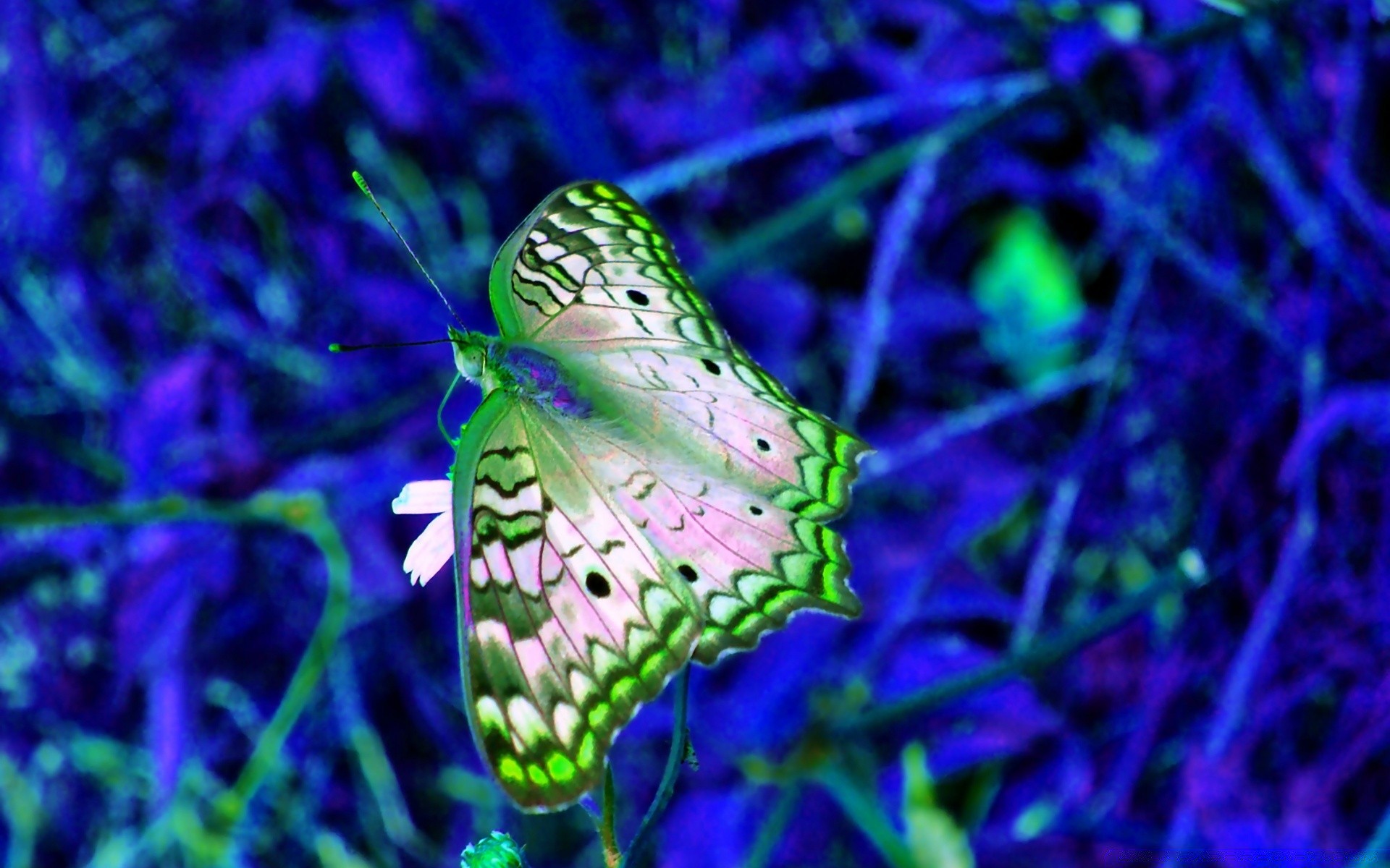 creativo mariposa naturaleza insecto animal vida silvestre flor verano al aire libre ala color jardín flora hermoso pequeño brillante salvaje invertebrados biología primer plano