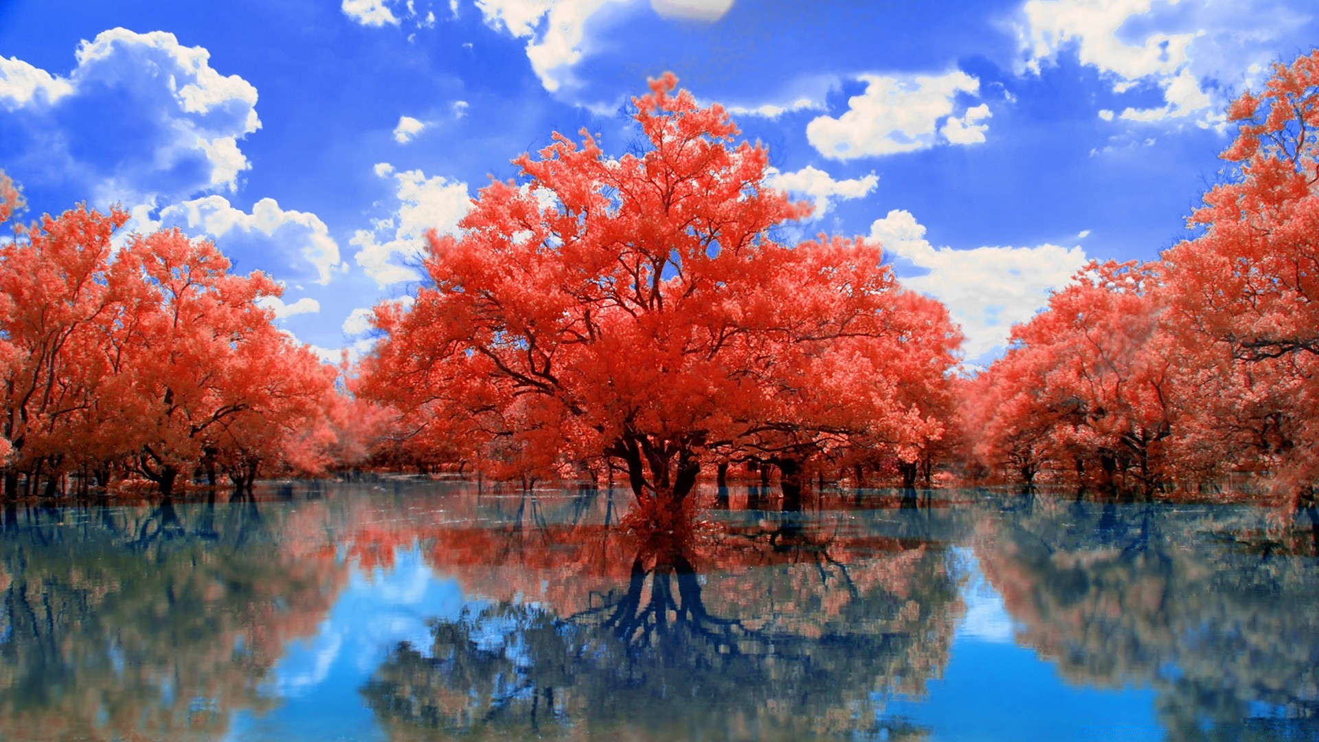 Красивое красное дерево