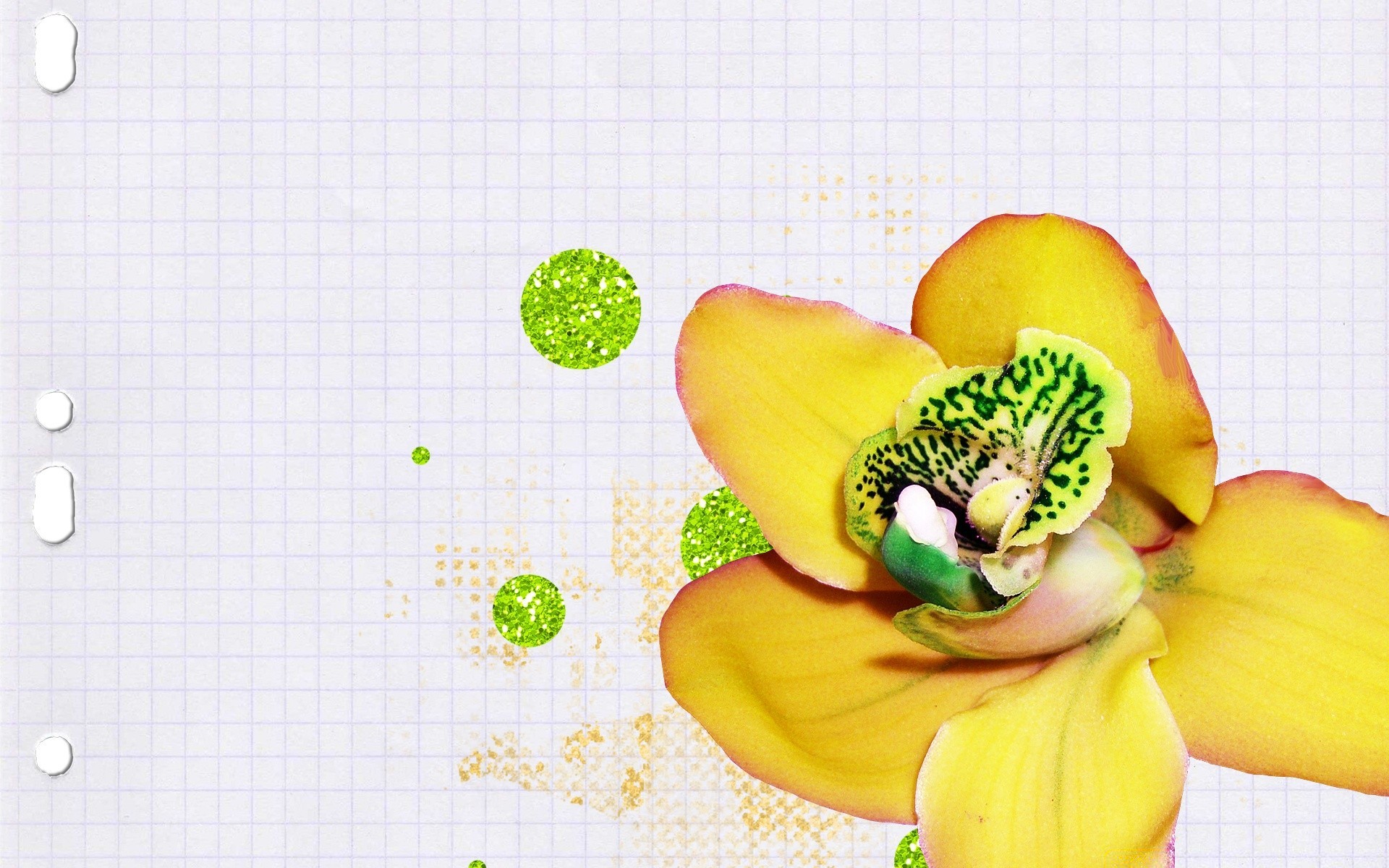creative desktop flower color summer nature paper