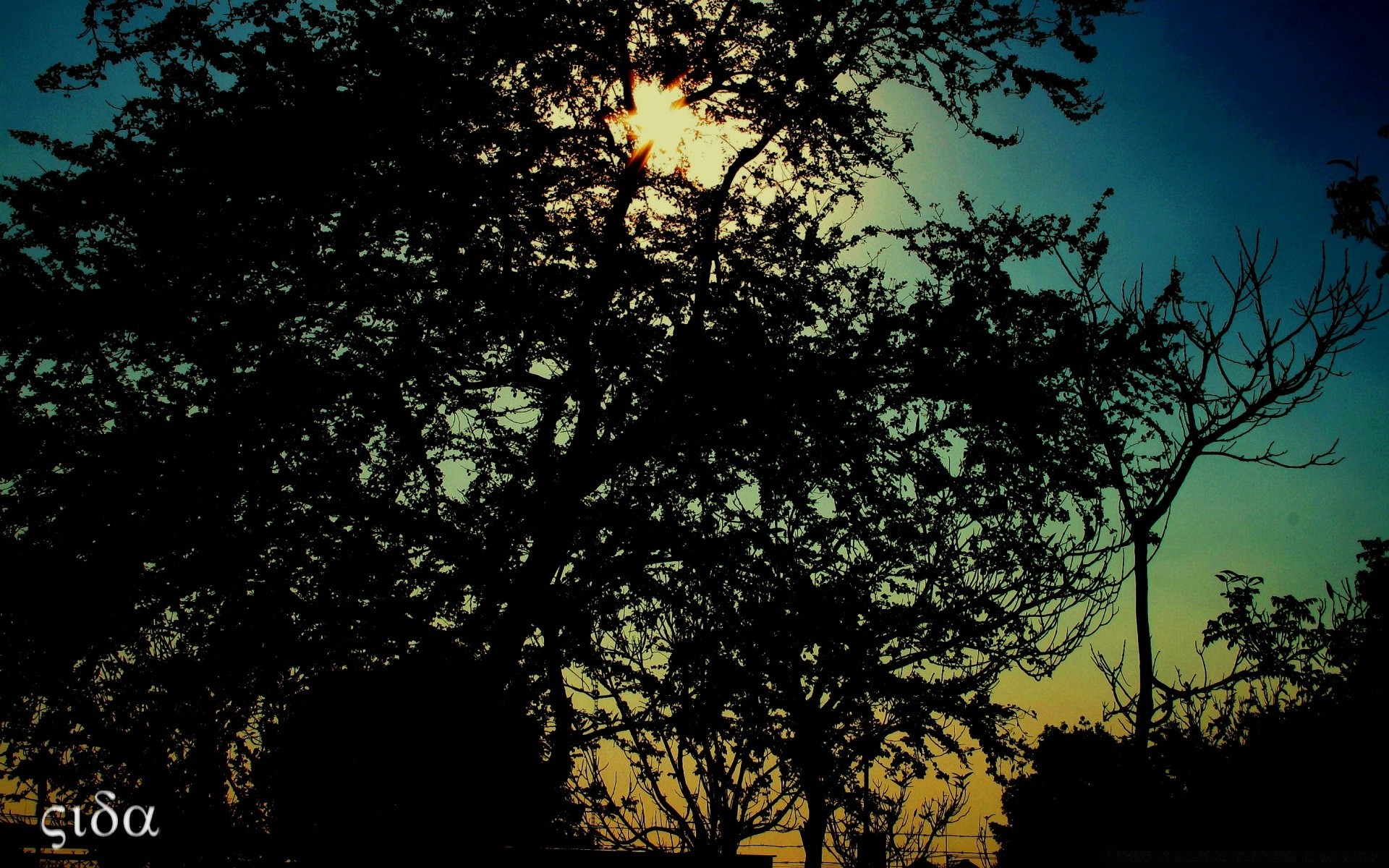 creative tree nature sun silhouette dawn outdoors fair weather branch leaf backlit sunset wood landscape dusk sky evening fall light dark