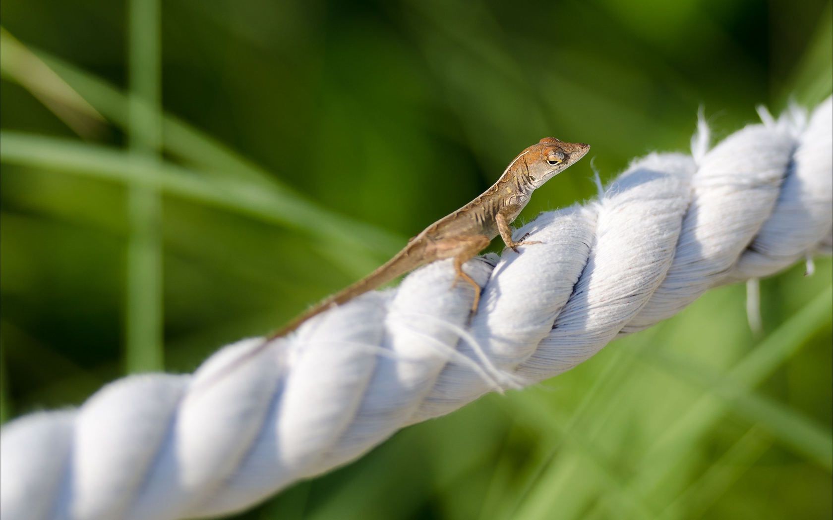 zwierzęta natura dzika przyroda na zewnątrz zwierzę flora trawa mało liść środowisko tropikalny zbliżenie lato