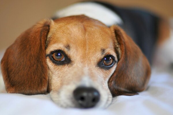 Portrait photo of a cute puppy