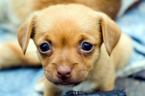 Kleiner roter Hund mit schwarzen Augen