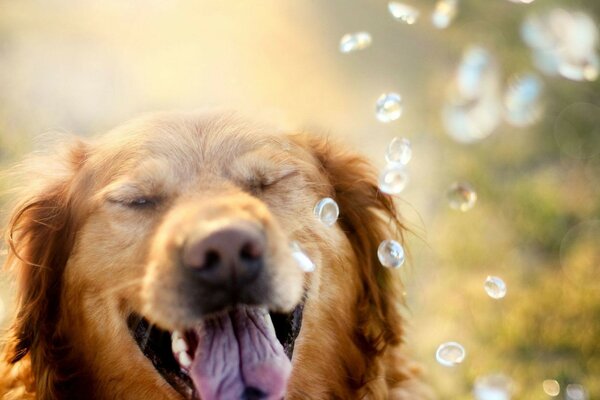 Süße Hundesorde mit Wassertropfen