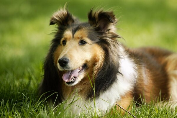 Zottiger Hund auf dem grünen Rasen