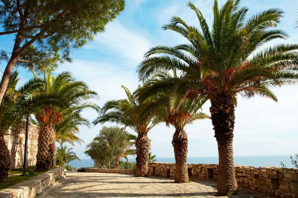 Tropical trees by the sea bay