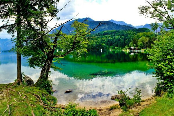 Stagno e foresta miglior paesaggio