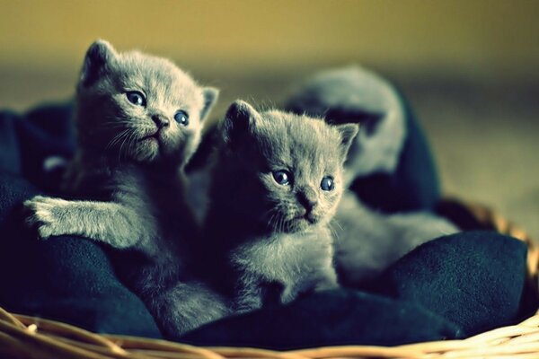 Pequeños lindos gatos grises con ojos azules