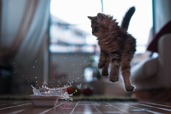 Cat jump from water splashes