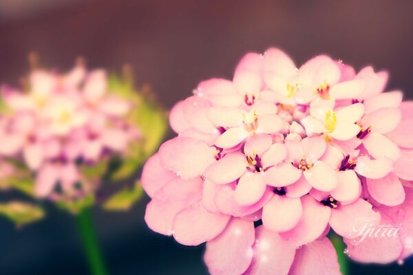 Zwei rosa Blüten im Hintergrund