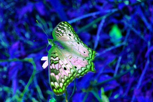 Papillon nature insecte paysage