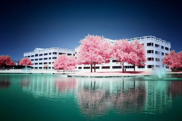 Rose trees and white houses