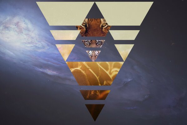 Creative photo of a tiger in a triangle