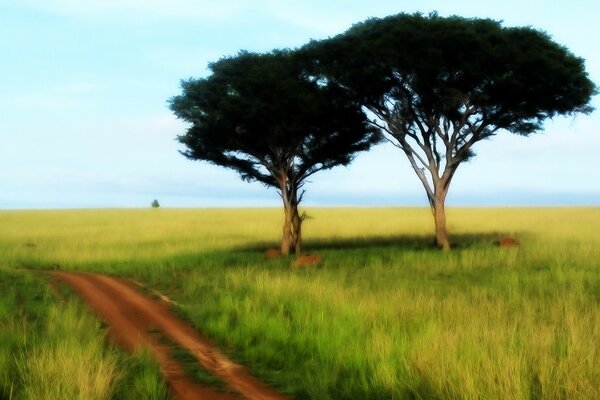 A tree grows in a field on the grass