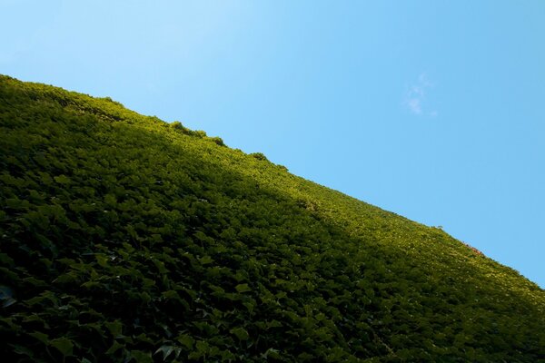 The green field is like on the edge of the earth