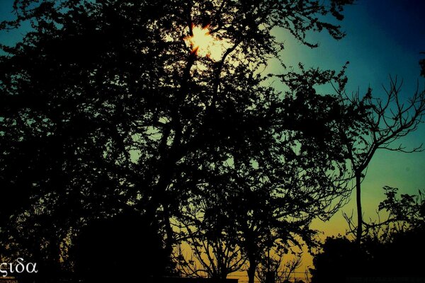 Black branches against a green-blue sky