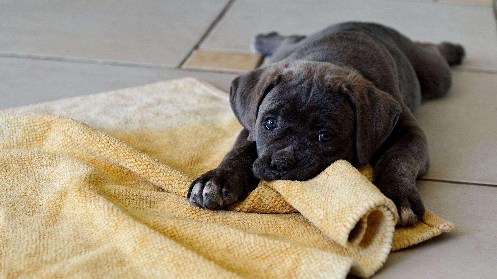 cães cão filhote de cachorro fofa animal de estimação cinegrafista mamífero retrato pequeno animal adorável engraçado pele