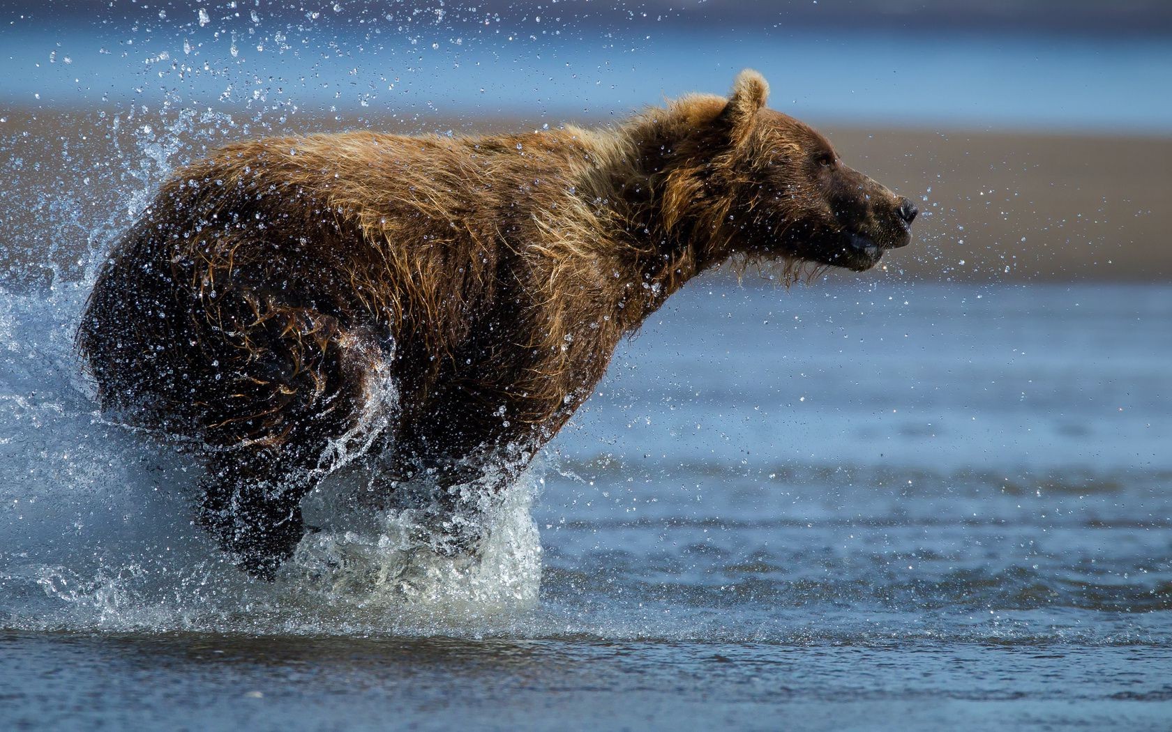 bears water mammal motion outdoors action splash winter surf wet wildlife daylight cold one seashore ocean snow