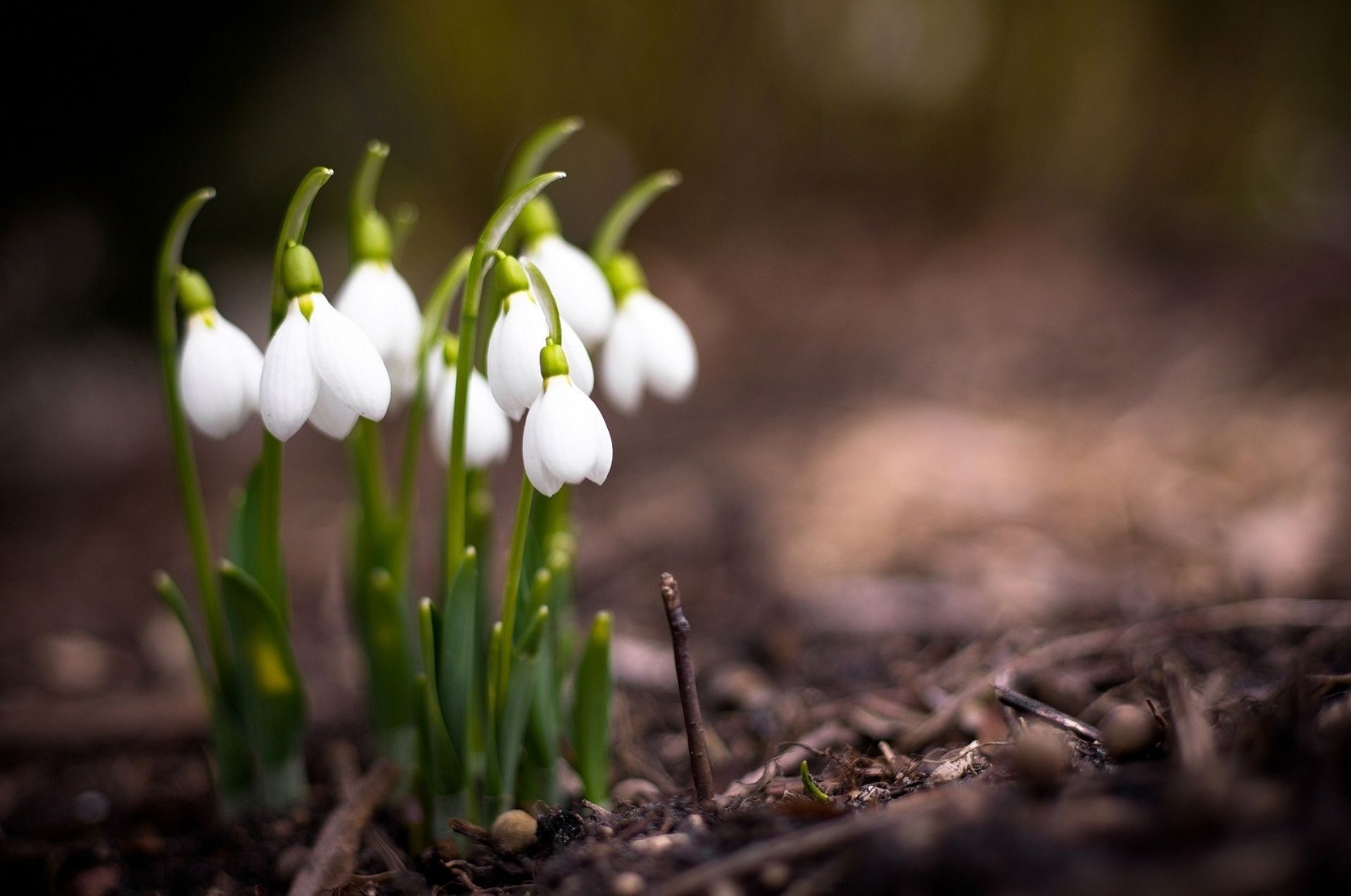 kwiaty natura kwiat liść flora na zewnątrz zbliżenie ogród sezon trawa park