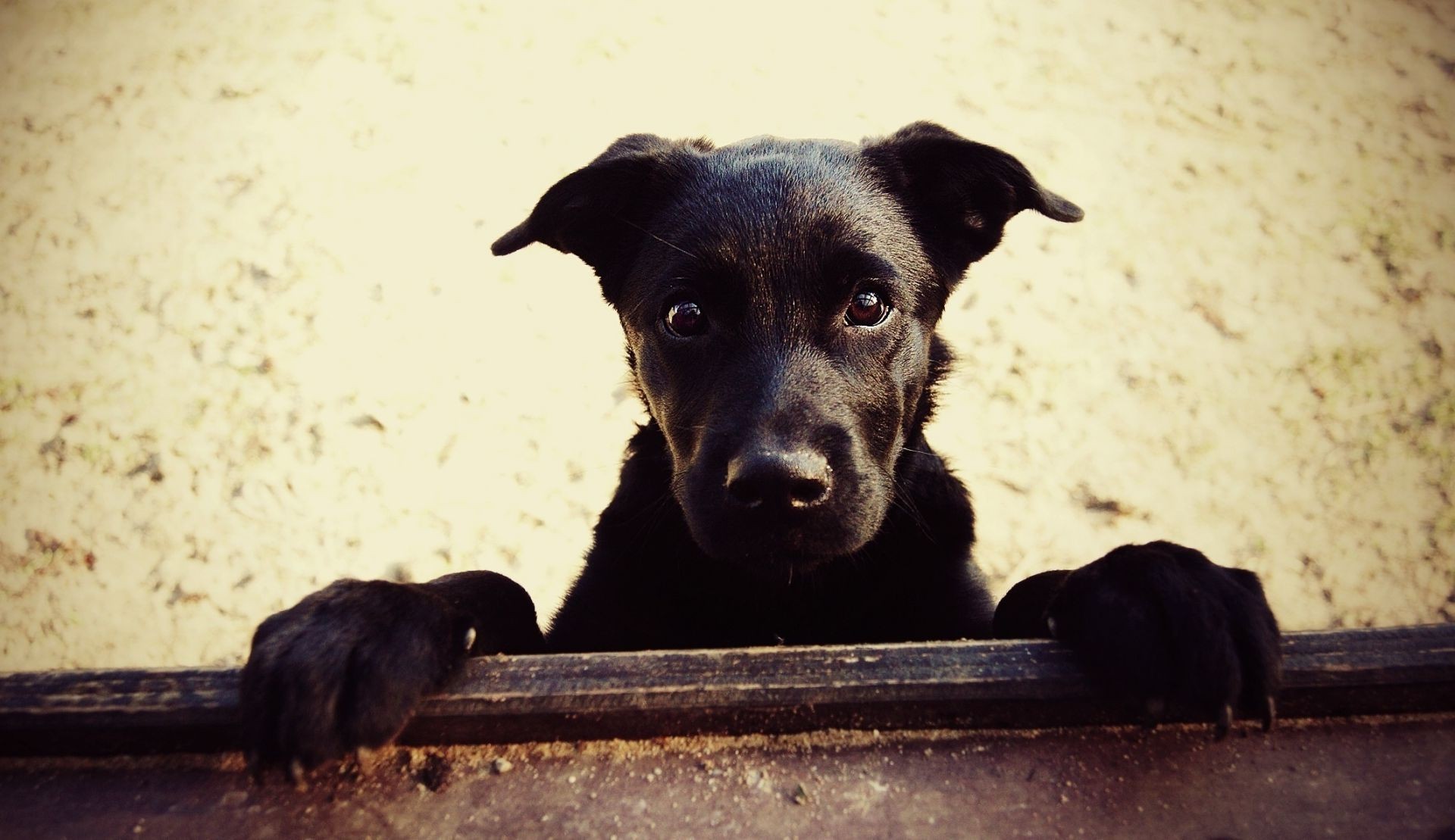 hund hund säugetier porträt hundespezialist ein tier haustier niedlich welpe anzeigen