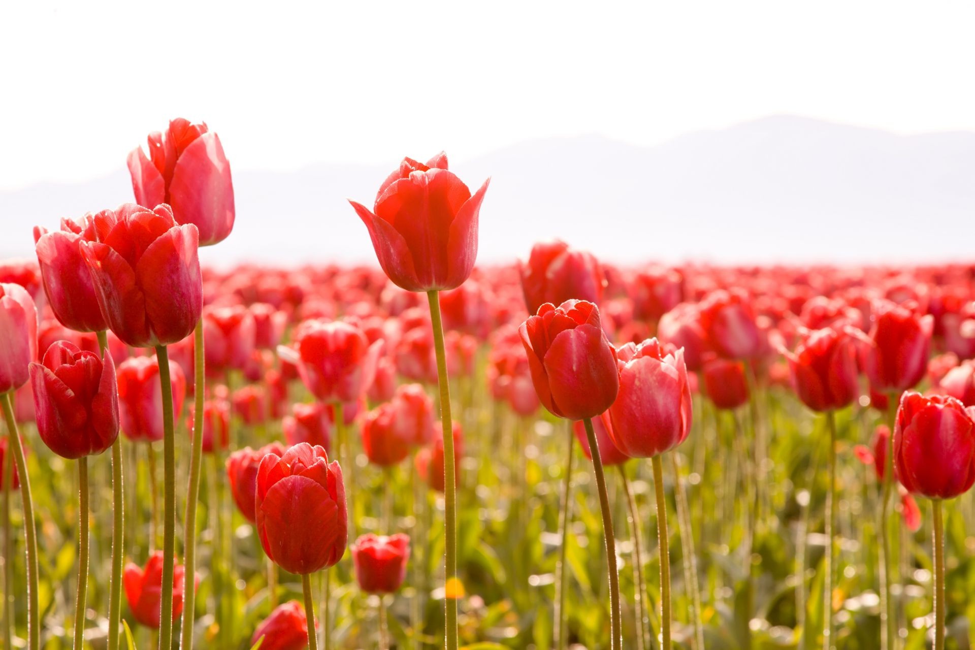 tulipany natura kwiat tulipan ogród pole kolor jasny lato liść flora kwiatowy łuska bluming płatek sezon