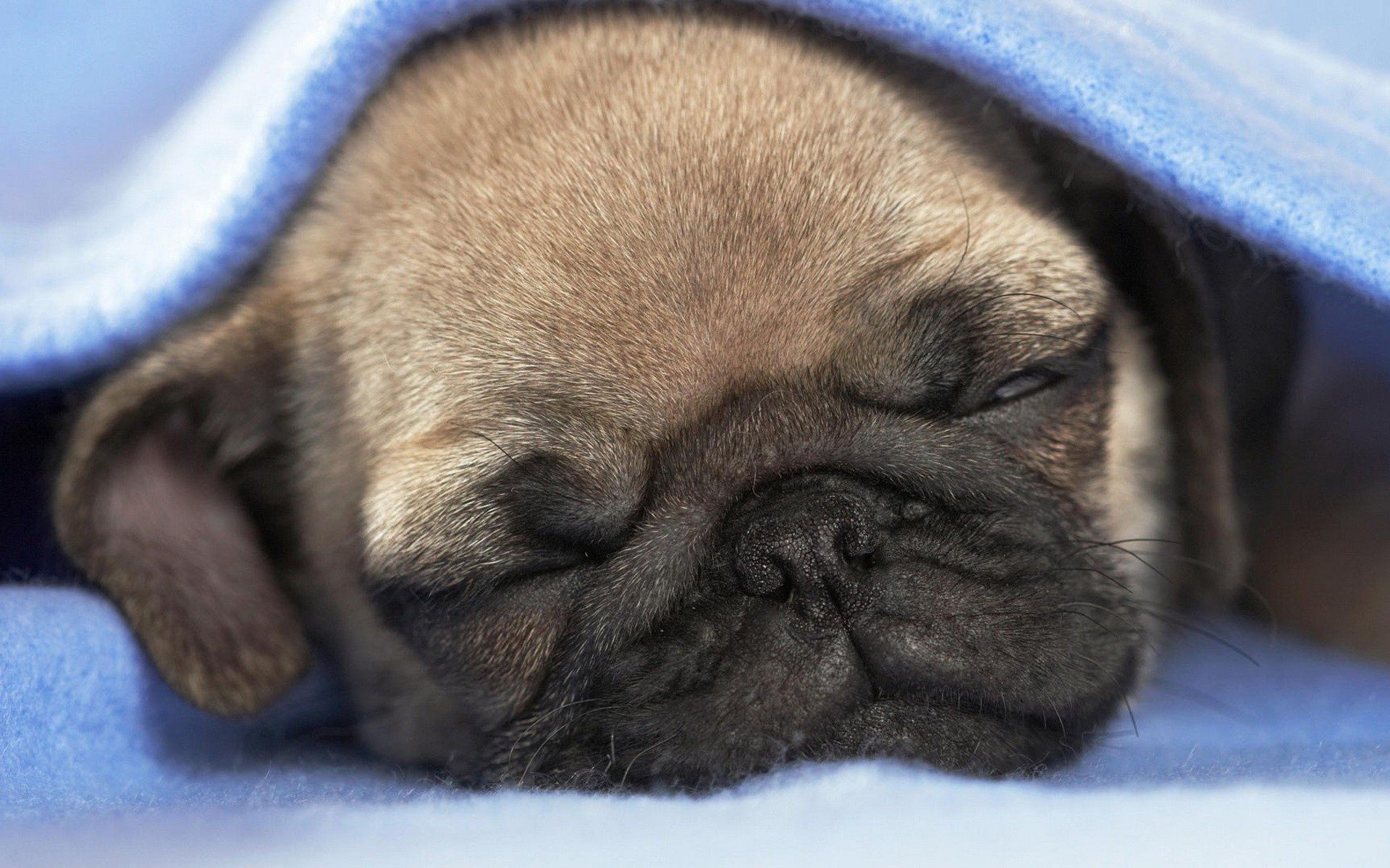 chien chien mammifère chiot mignon animal animal cynologue petit portrait adorable race sommeil studio mousse pur-sang fourrure drôlement enfant