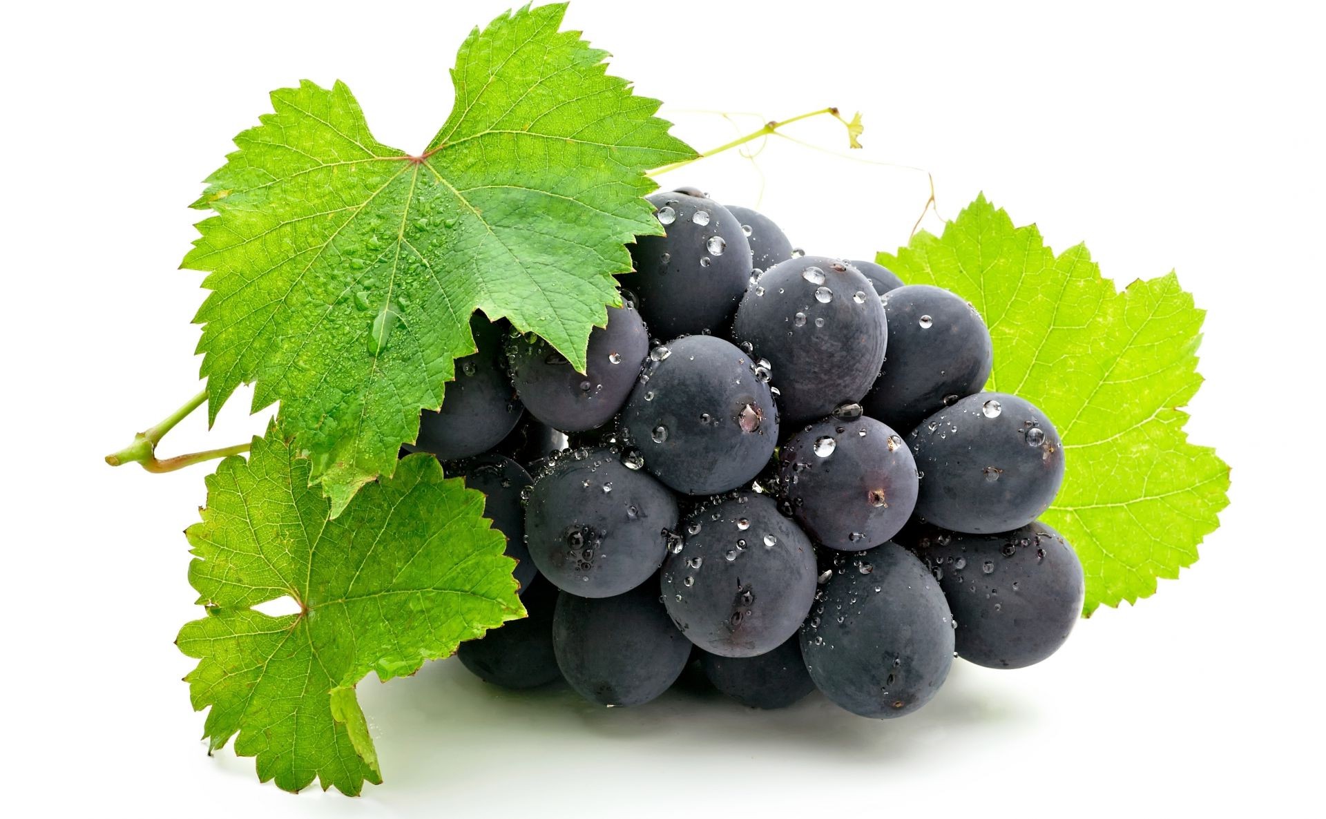 beeren rebe obst blatt saftig wein trauben grapevine natur gesundheit lebensmittel gesund beere weide weingut weinberg isoliert cluster weinbau flora