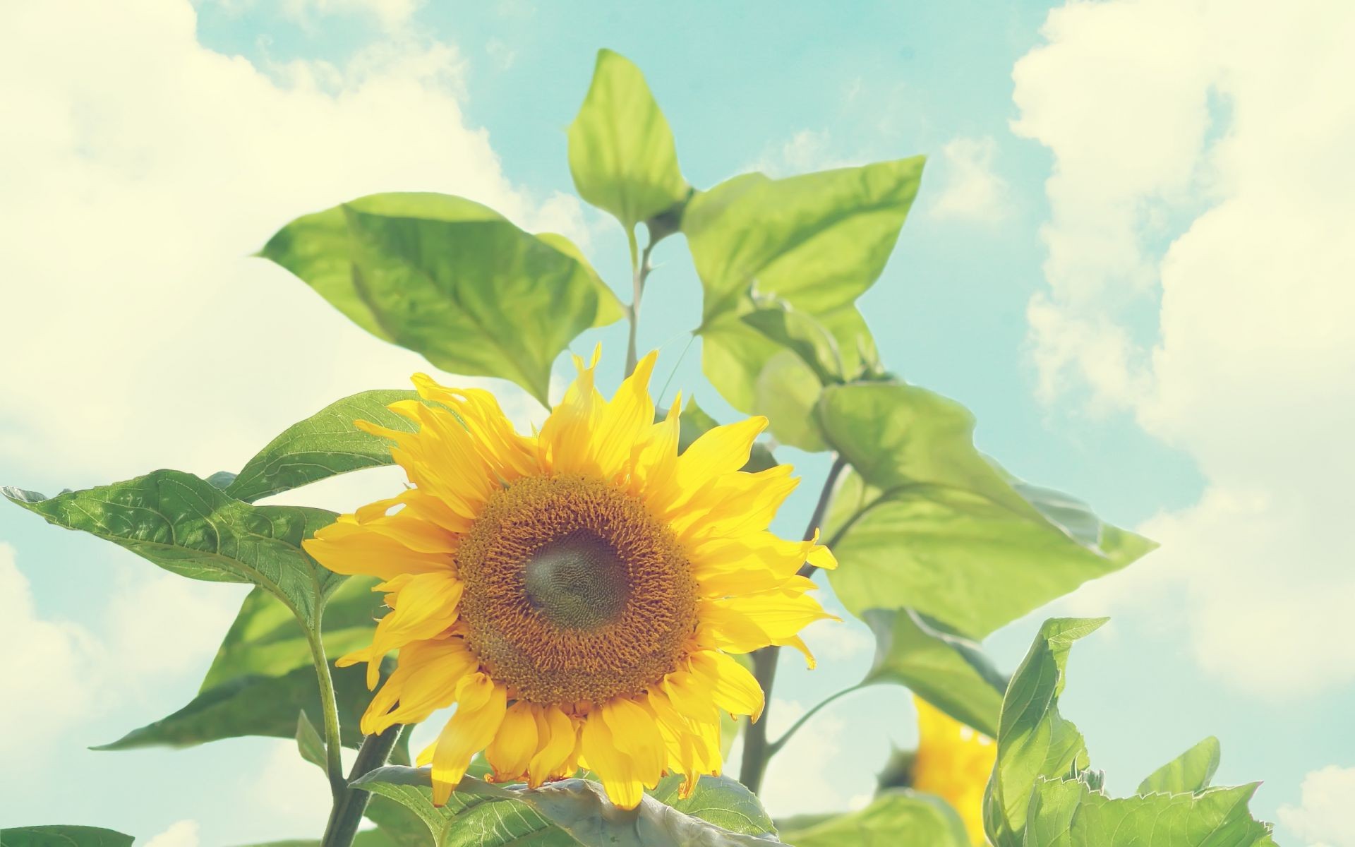 girasoles naturaleza flora hoja verano crecimiento flor brillante buen tiempo sol girasol al aire libre color