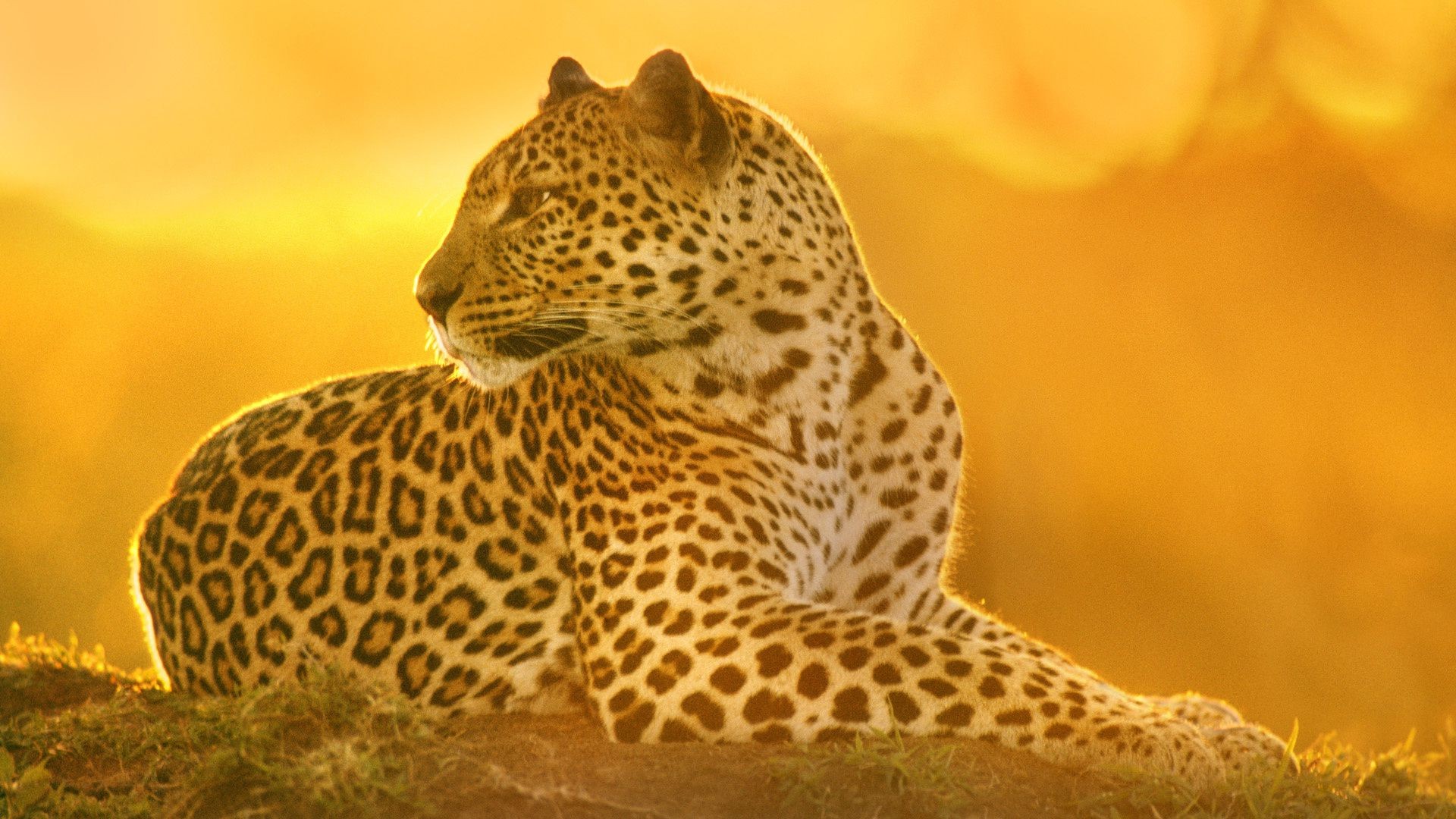 leopards nature wildlife cat leopard mammal outdoors exotic portrait safari