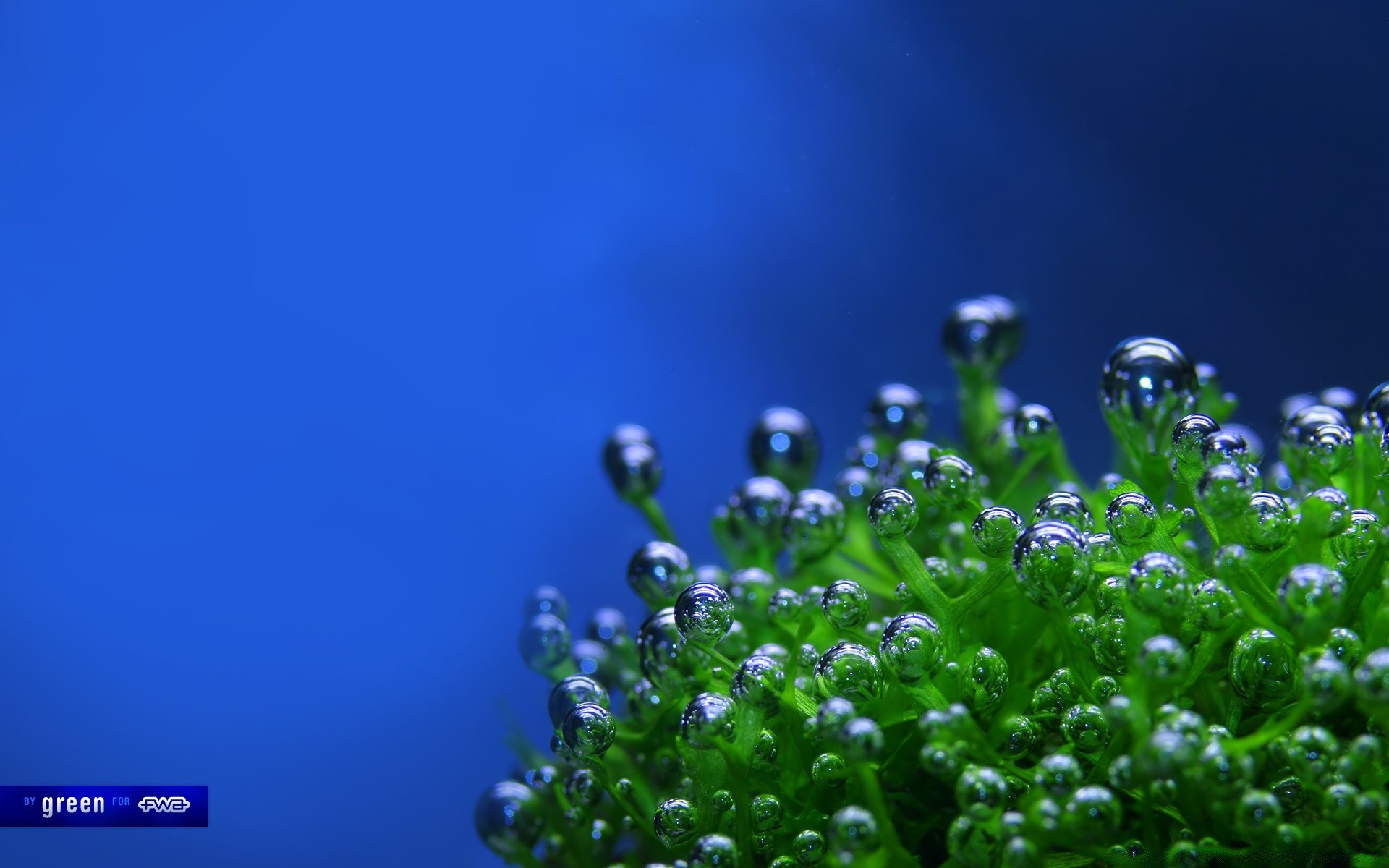 创意 自然 生长 叶 清洁 草 水 雨 模糊 秋天 夏天 植物 湿 露 新鲜