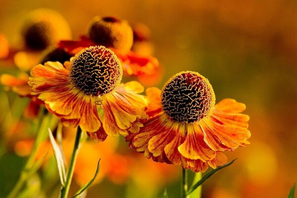 Dos hermosas flores de color naranja