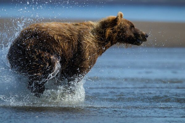 Oso en movimiento con salpicaduras de agua