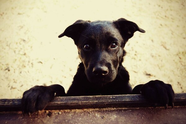 Der Hund schaut überrascht mit den Augen