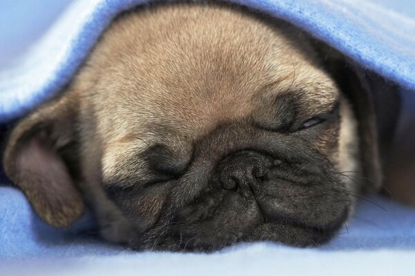 Cute puppy under a blue blanket