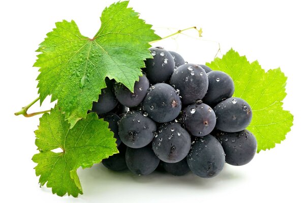 Black grapes on a white background