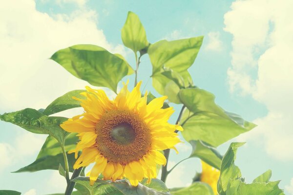 Sunflower in the dawn of strength against the sky