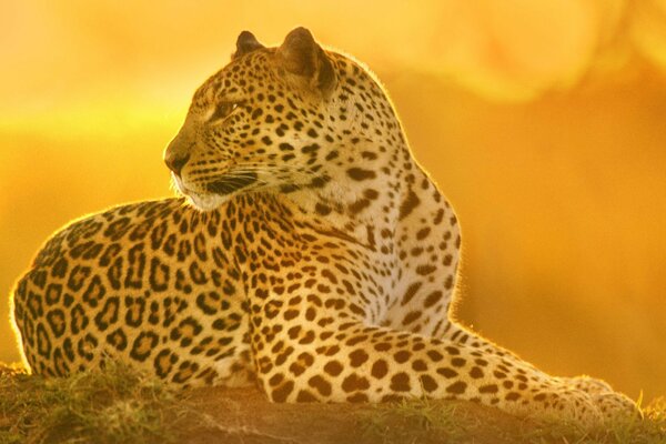 Guépard fougueux sur fond de savane