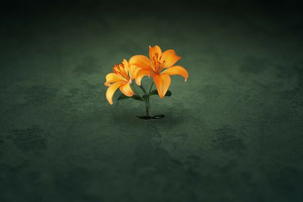 A delicate flower breaks through the darkness