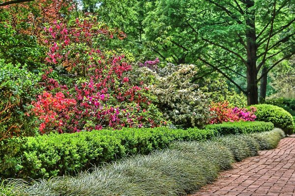 Meilleures fleurs du monde beauté