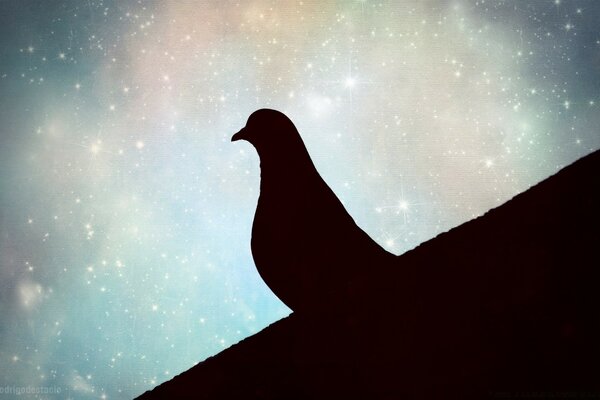 Ciel radieux étoilé avec silhouette de Pigeon