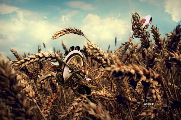 Raccolto di grano in un grande campo