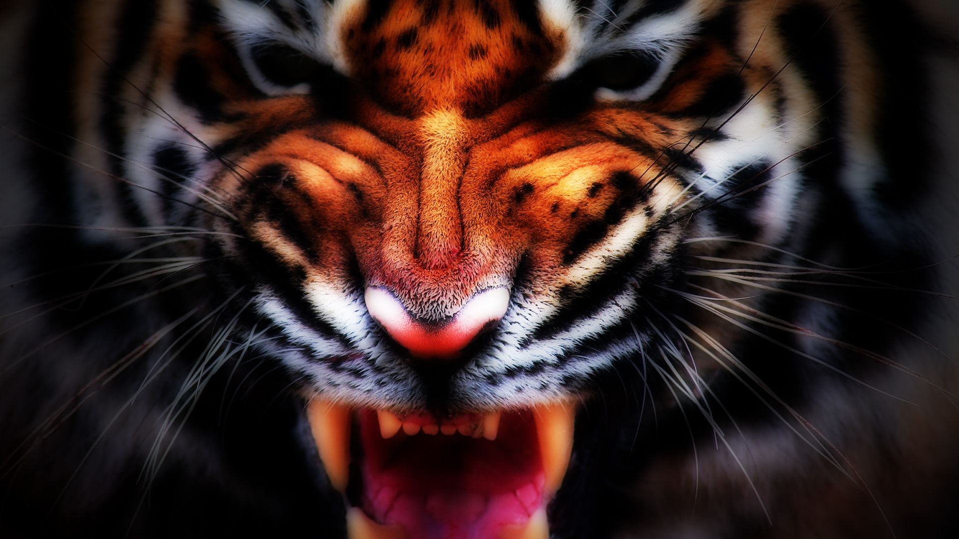 tigers tiger cat danger zoo wildlife stripe portrait predator mammal hunter jungle angry animal wild aggression art illustration nature