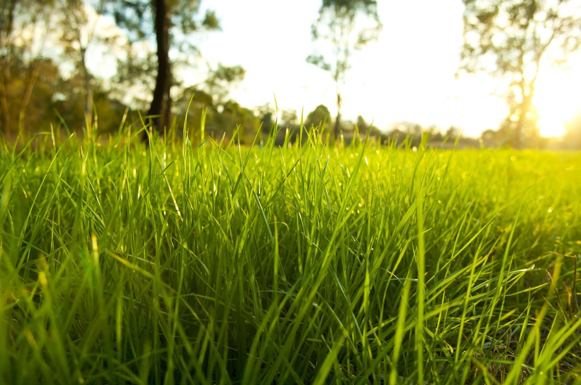 plantas grama campo feno crescimento gramado natureza verão flora rural exuberante ambiente solo sol ao ar livre bom tempo fazenda jardim paisagem folha