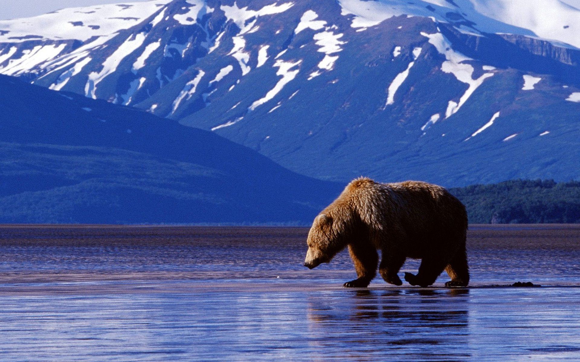 bears snow water outdoors winter lake ice travel mountain frosty nature cold landscape reflection river