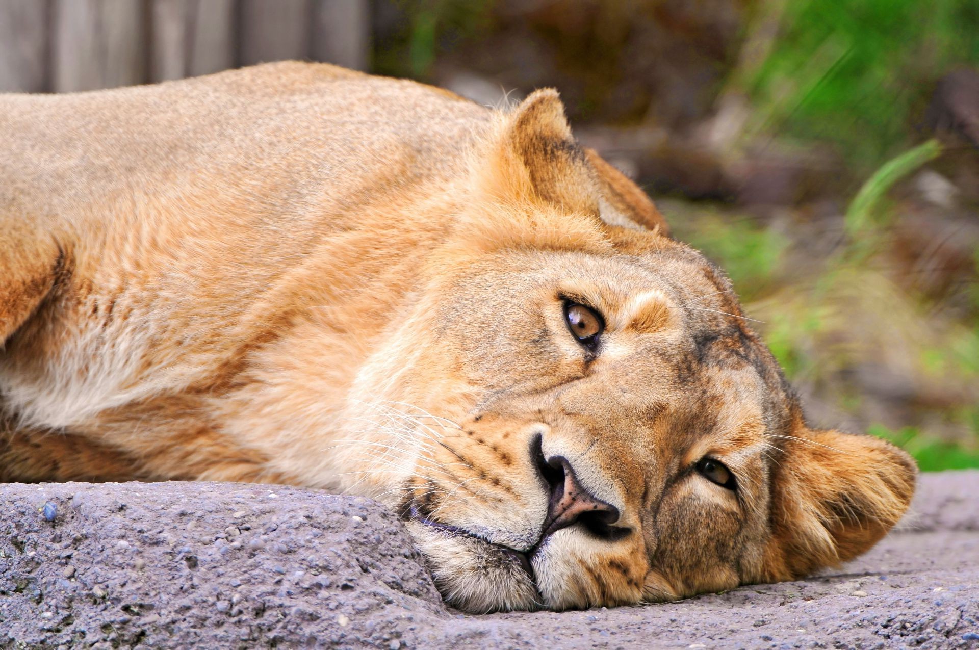 leones animal vida silvestre mamífero gato naturaleza salvaje depredador zoológico león piel safari carnívoro retrato cazador grande