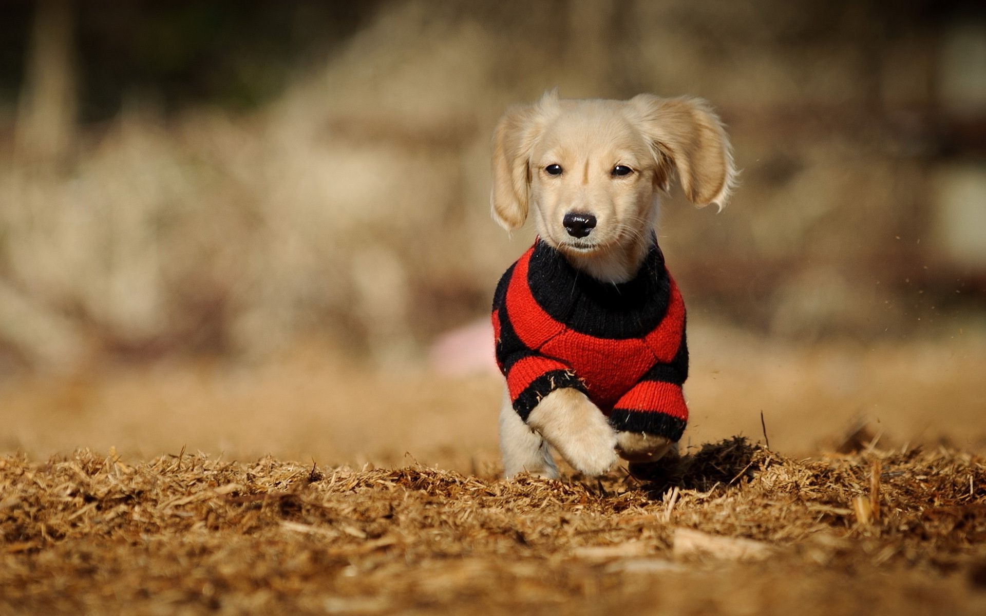 chien mignon chien petit nature animal de compagnie herbe animal à l extérieur portrait