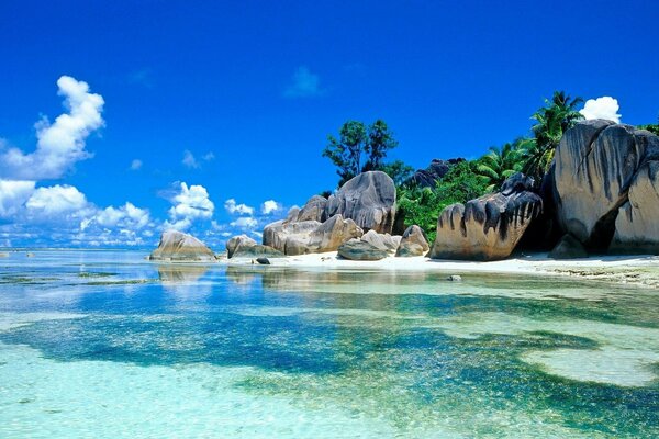 Seychelles tropics sea palm trees