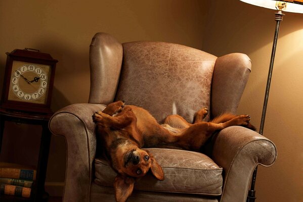 El descanso del perro en el Sofá de cuero